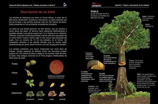 Árboles Forestales de Bolivia 2