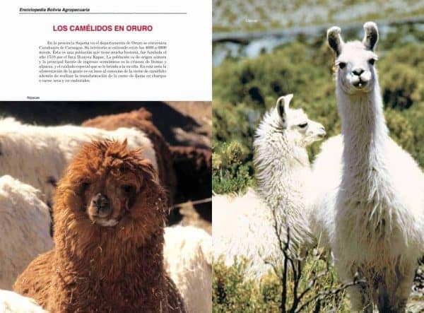 Enciclopedia Bolivia Agropecuaria - Tomo I: Los 9 departamentos del país 8